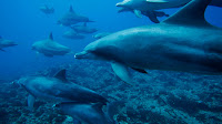 Viaje por el fondo marino y Animales Acuáticos - SeaBed