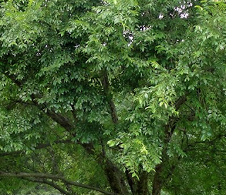 Chinese elm tree Pros and Cons, Care, Identification