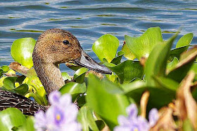 duck, water lilies,Nago 21st Century Forest