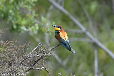 Abellerol (Merops apiaster)