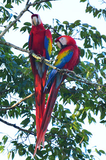 two scarlet macaws in Costa Rica