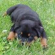 Como adiestrar un perro cachorro rottweiler