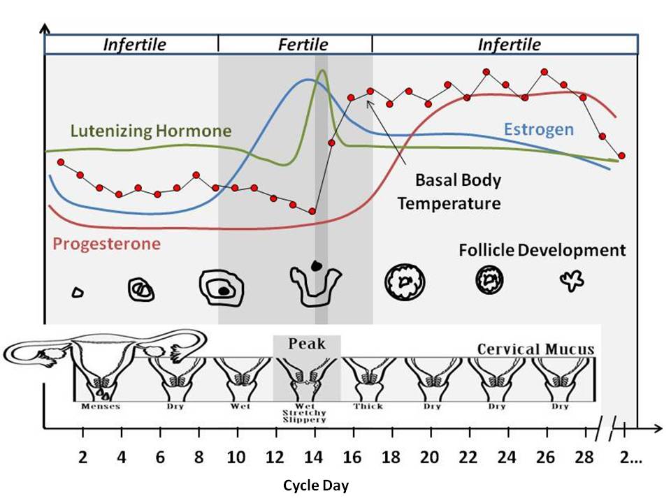 bbt charts of pregnant women examples. Note: This is an example cycle