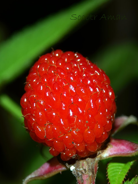 Rubus illecebrosus