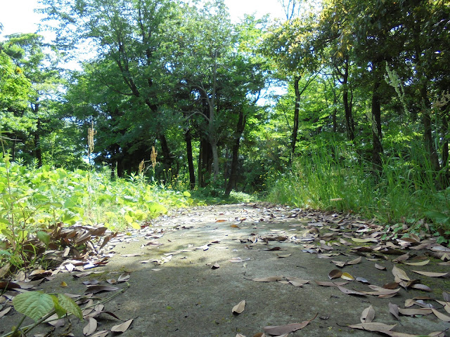 弥生の森の遊歩道