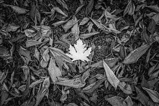 La fotografía en blanco y negro puede resaltar las texturas