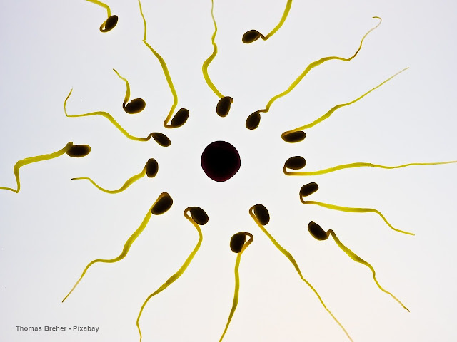 Fertilização in vitro