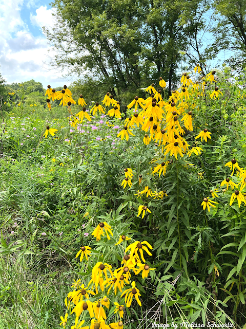 Brilliant yellow coneflowers and purplish-pink bergamot herald summer  along the Otter Creek Trail.