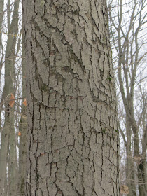 maple bark