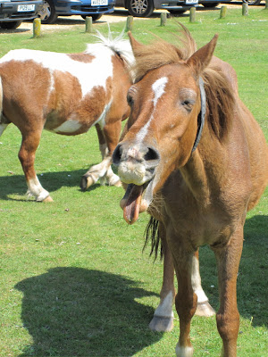 Funny Horse Smile