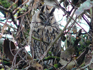 Long-Eared Owl, Marton Mere