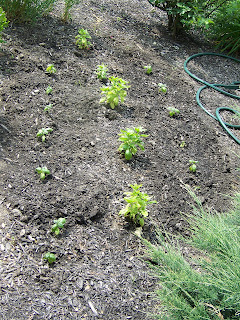 organic herb garden