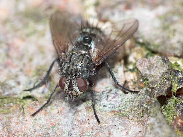 Wildlife Makroaufnahme einer Fliege