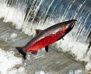 Coho Salmon (Oncorhynchus kisutch)