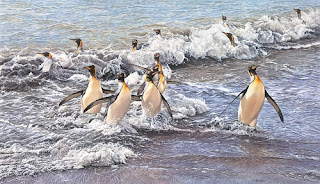 Paintings of King Penguins