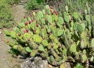 Nopal cactus also contains vitamins such as vitamin A, vitamin B2, vitamin B3 and vitamin C.