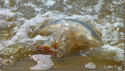 edisto beach_020