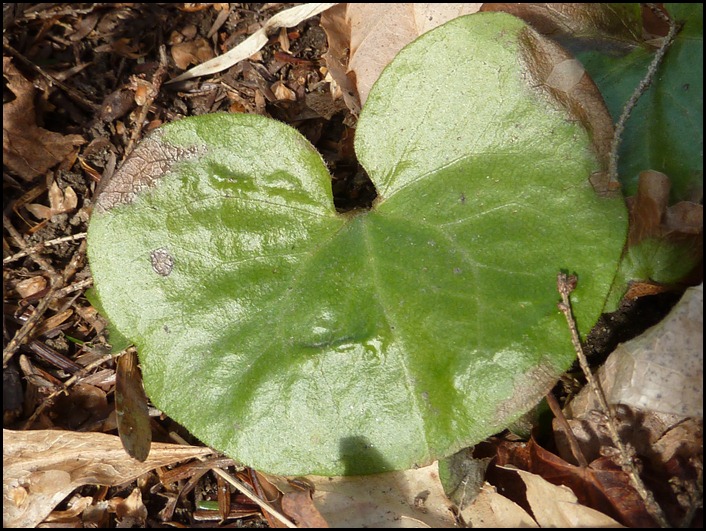 P1190241