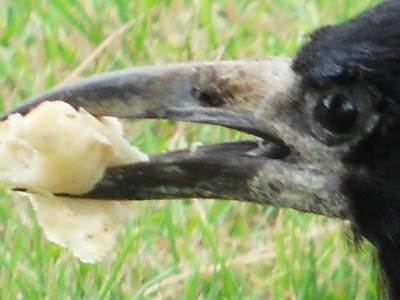 crow eating