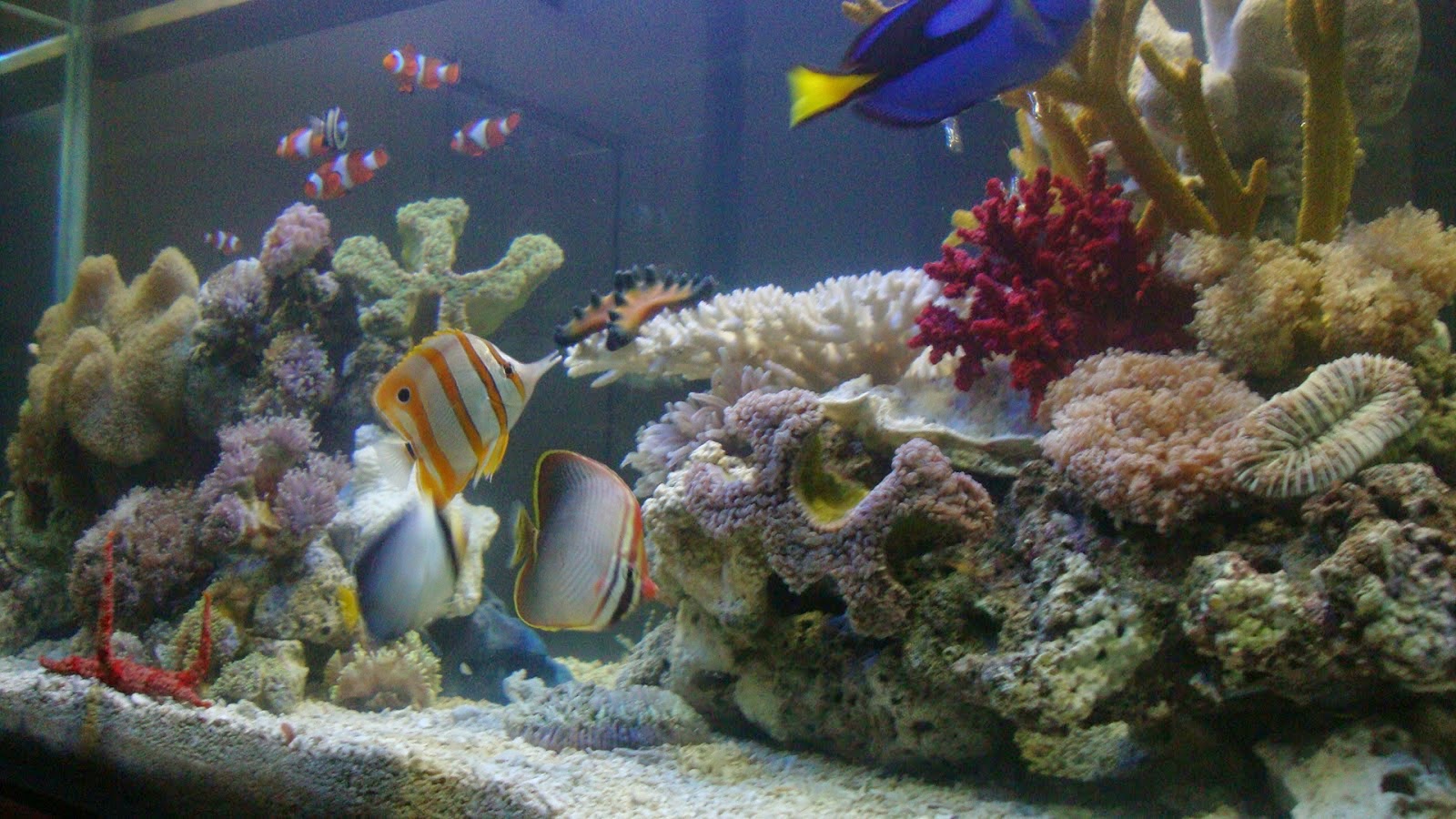  Aquarium  Gambar Aquarium  Air Laut