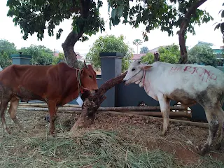 idul adha