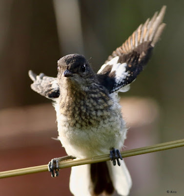 Oriental Magpie-Robin - Copsychus saularis