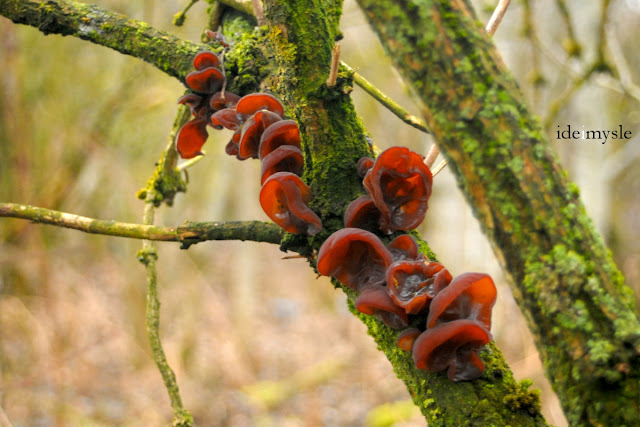 uszak bzowy, ucho bzowe, grzyby zimowe, grzyby wiosenne, jadalne huby, grzyb mun, grzyb mung, auricularia auricula-judae, wood ear, jelly ear