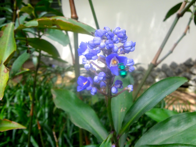 Parque Lina e Paulo Raia flor