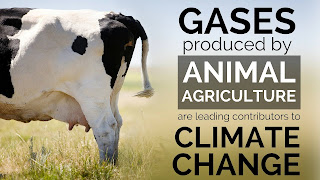 Produksi emisi gas oleh hewan ternak