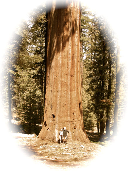 Bigtree.PKik32Smdztl.jpg