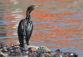 articolo sullo sversamento del petrolio nel mare genovese, situazione migliorata