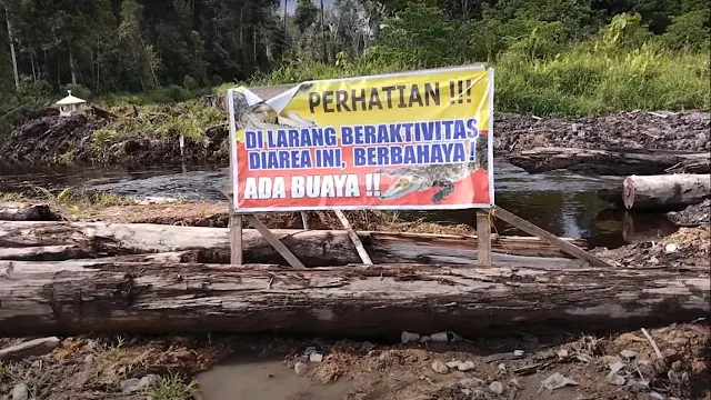 buaya terkam orang di kaltim