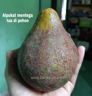 Tips Memilih Buah Alpukat Mentega Yang Baik