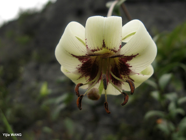 Лилия Пуалана / Лилия Пуалена (Lilium poilanei)