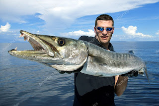 Barracuda | Description, Size, Diet, Facts & Pictures