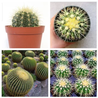 9 Tanaman Hias Cantik Untuk Disc Garden kaktus