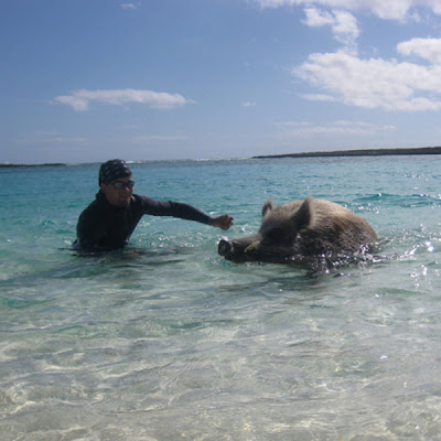 Unusual Tourists Invade Bahamas Seen On www.coolpicturegallery.us