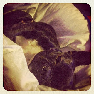 Gin frenchie chilling puppy