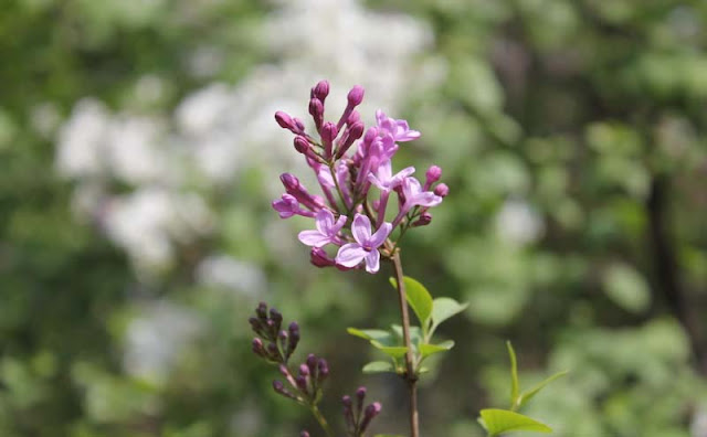 Lilac Flowers Pictures