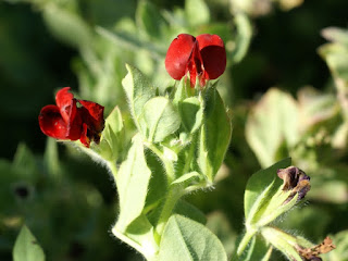 Lotier pourpre - Lotier rouge - Lotus tetragonolobus - Tetragonolobus purpureus