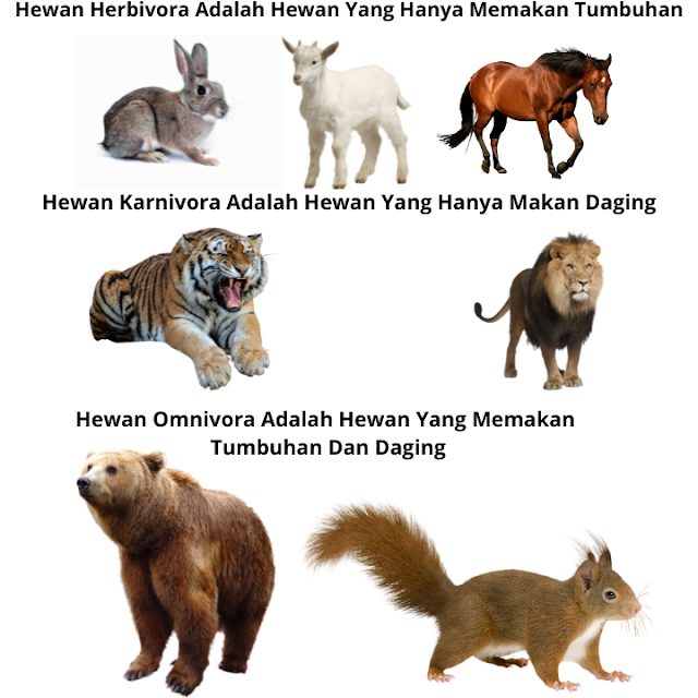 Hewan herbivora adalah hewan yang hanya memakan tumbuhan. Contoh hewan herbivora adalah kelinci, kambing, dan kuda.  Hewan karnivora adalah hewan yang hanya makan daging. Contoh hewan karnivora adalah singa, harimau, dan anjing.  Hewan omnivora adalah hewan yang memakan tumbuhan dan daging. Contoh hewan omnivora adalah beruang, tupai, dan manusia.