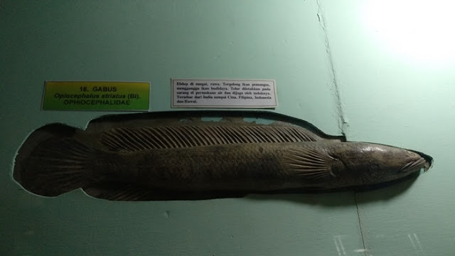 ikan