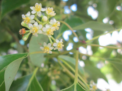 すべての花の画像 楠 花言葉