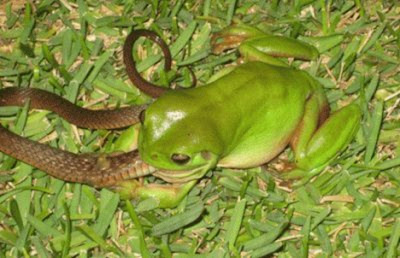 Amazing and Unbelievable. Frog Eating a Snake. This a Real 
Phenomenon in China and Australia