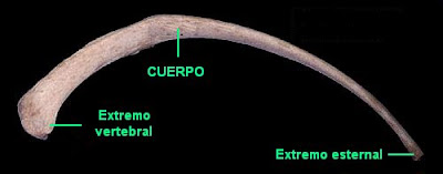 partes de una costilla