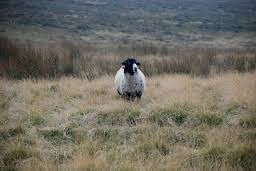 Sheep on Ilkley Moor