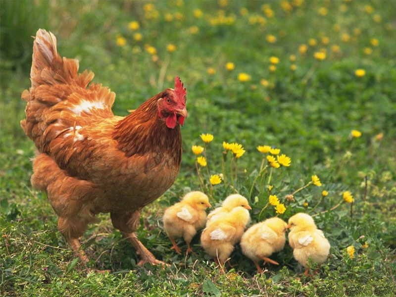 100 Gambar Ayam Bertelur  Paling Keren Infobaru