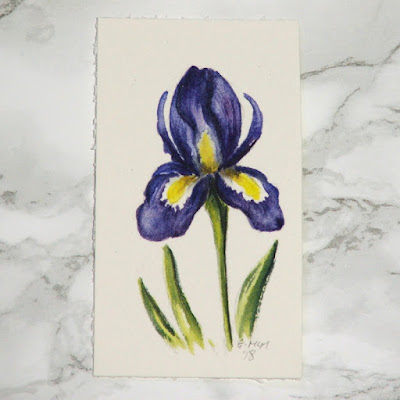 Iris watercolour sketch