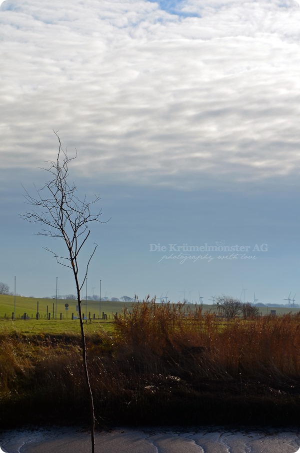 Wremer Hafen 231113 (12)