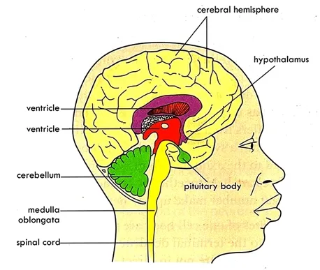 Huma brain